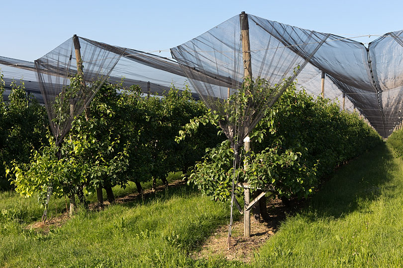 Obstplantage in Andhausen