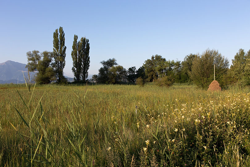 Städtlerried in Cham