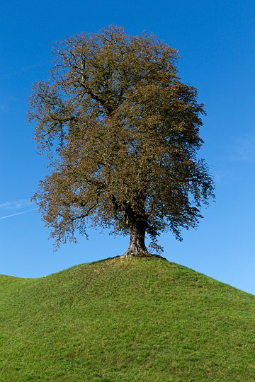 Baum