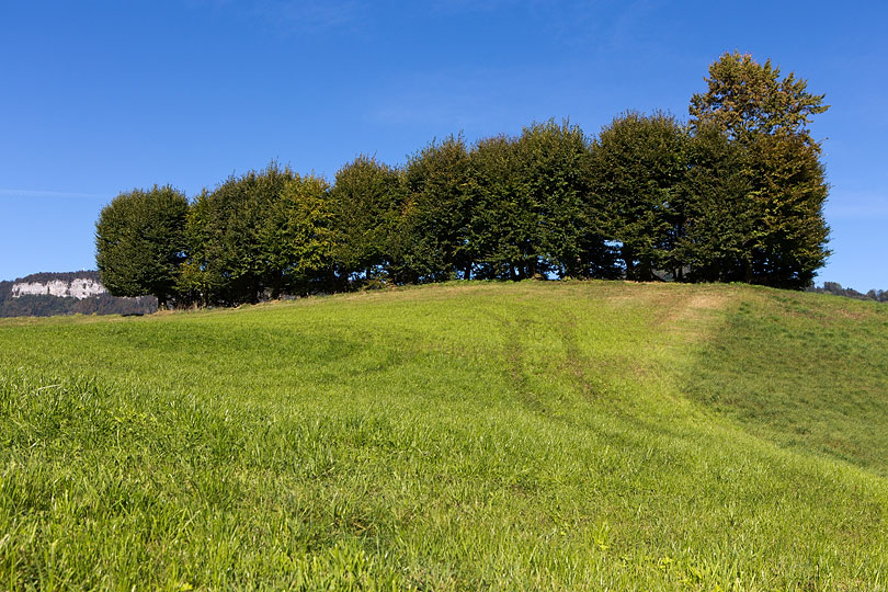 Allee auf dem Ennerberg