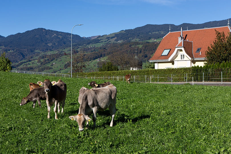 Kälber von der Brunnenmatte