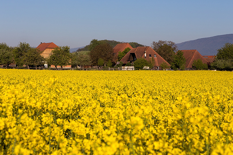 Blick übers Rapsfeld