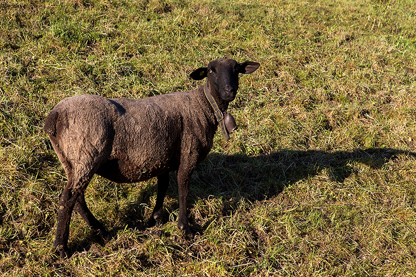 schwarzes Schaf