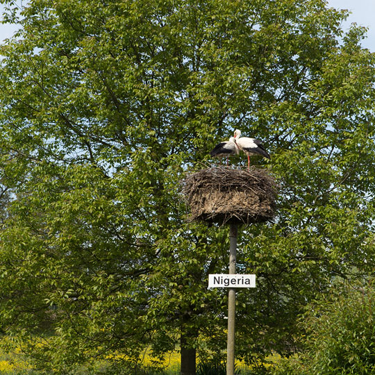 Storchenstation Möhlin