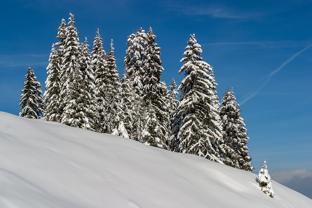 Schneetannen