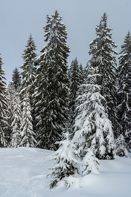 Schneetannen