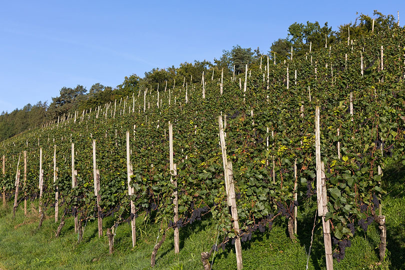 Leutschen-Rebberg