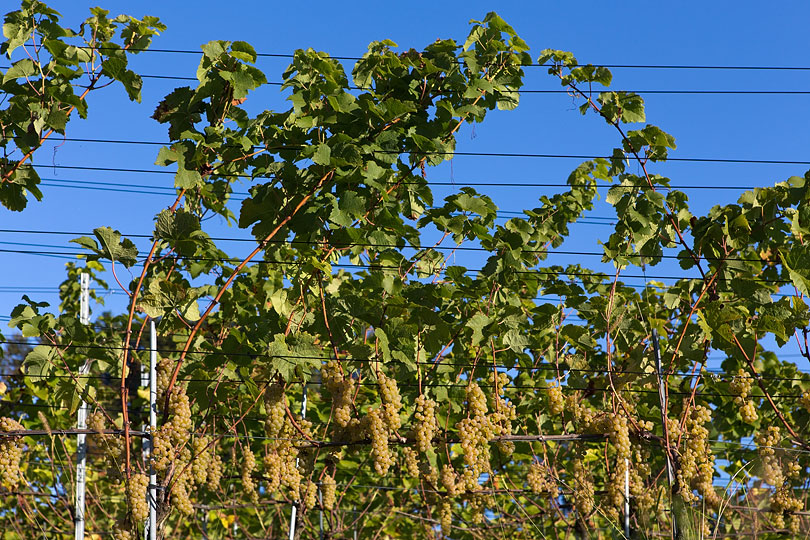 Riesling-Sylvaner