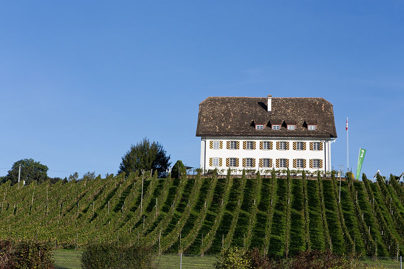 Rebberg mit Leutschenhaus