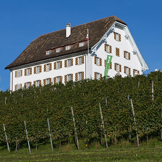 Rebberg mit Leutschenhaus