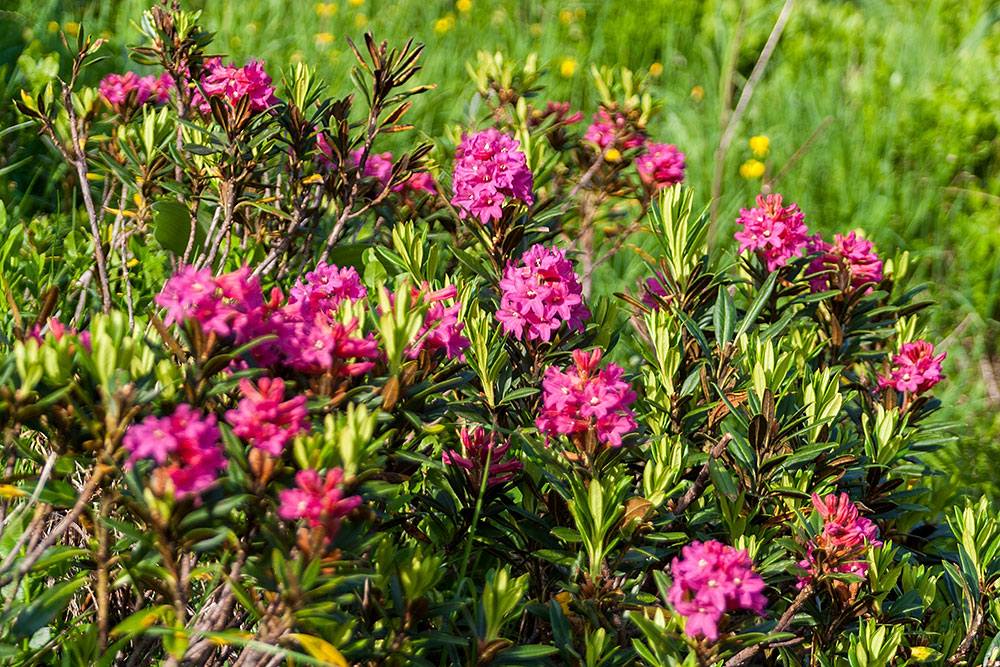 Alpenrosen