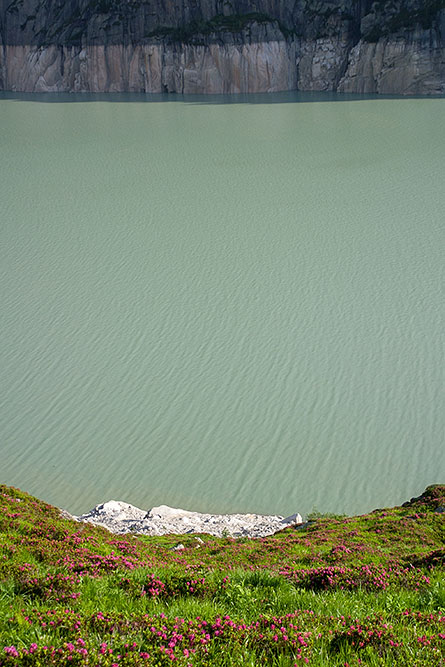 Alpenrosen und Stausee