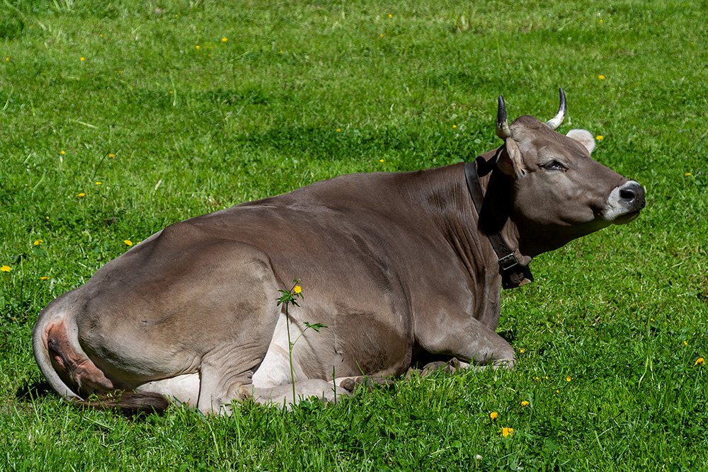 Kuh mit Hörnern