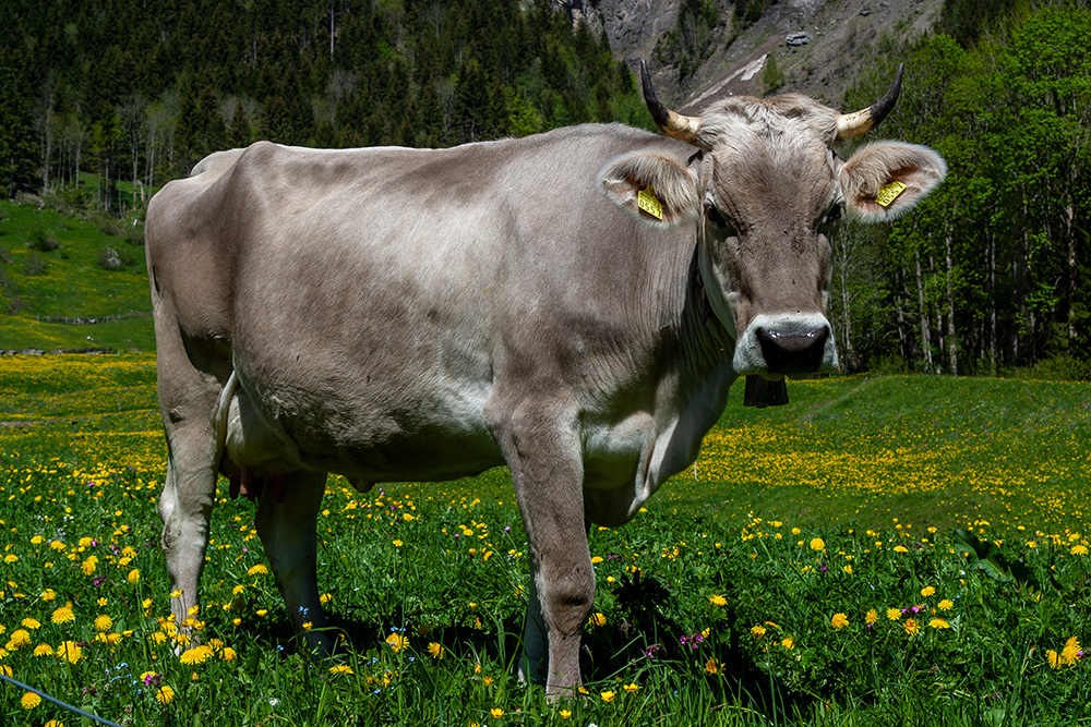 Kuh mit Hörnern