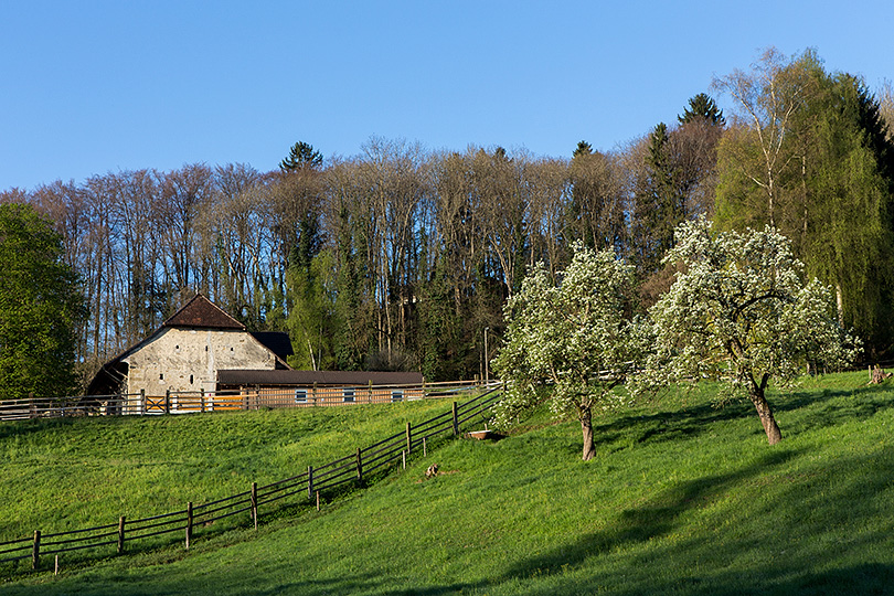 Lindenhof