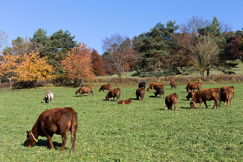 Balles d'ensilage