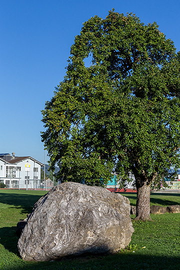 Stein und Baum