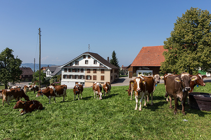 Oberschongau