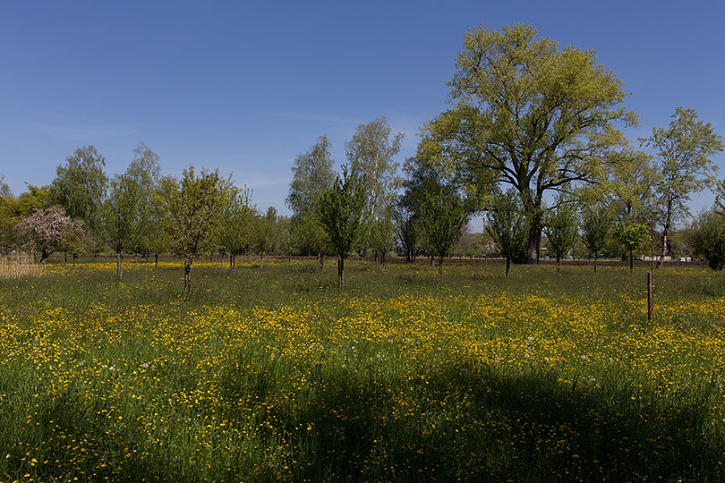 Altenrhein