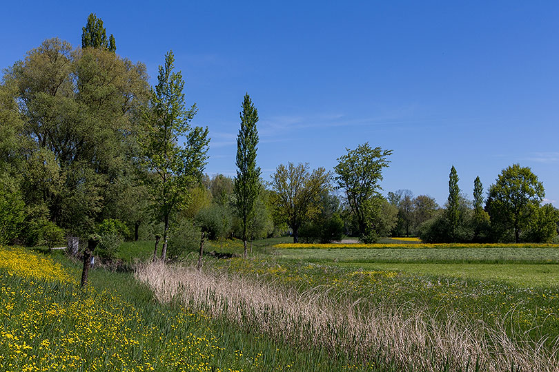 Altenrhein