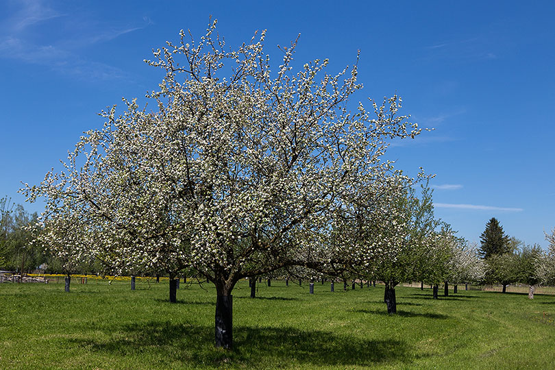 Apfelbäume