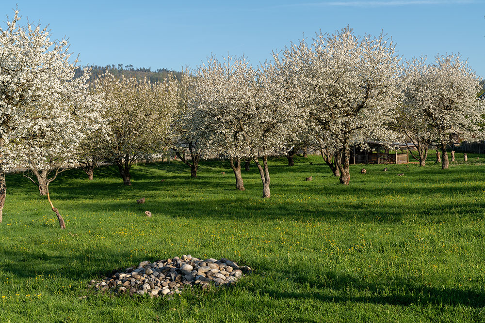 Kirschbäume