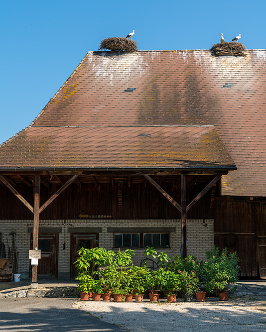 Haus Liechti in Altreu