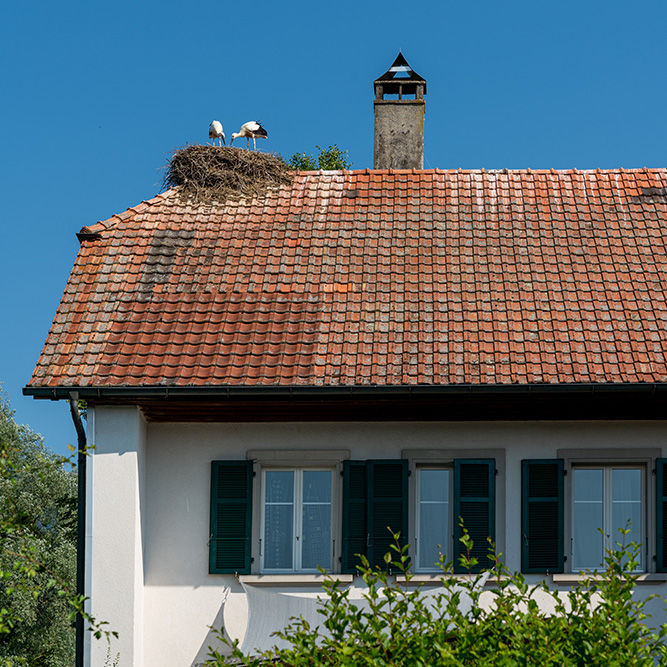 Storchennest in Altreu