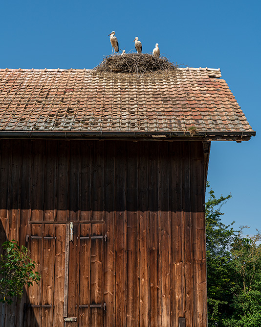 Storchennest in Altreu