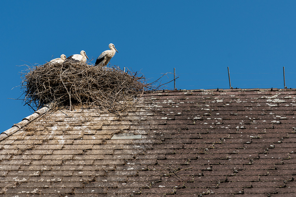 Storchennest in Altreu