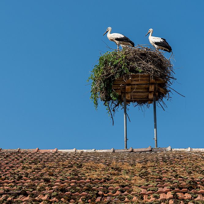 Storchennest in Altreu