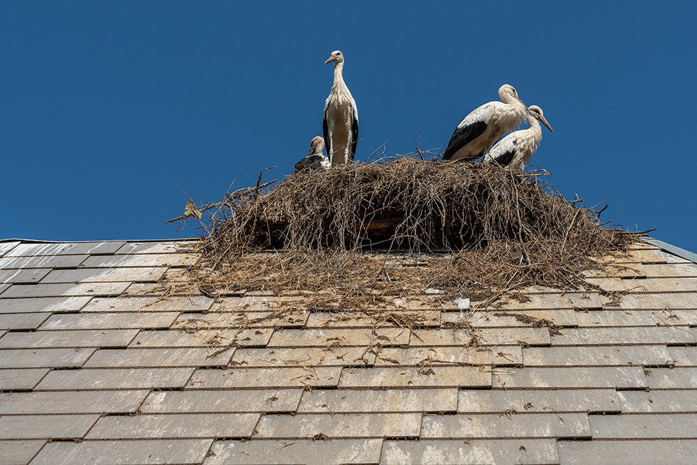 Storchennest in Altreu