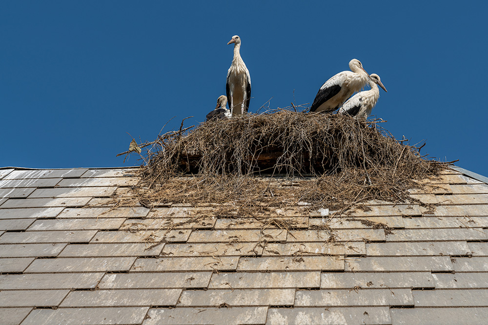 Storchennest in Altreu