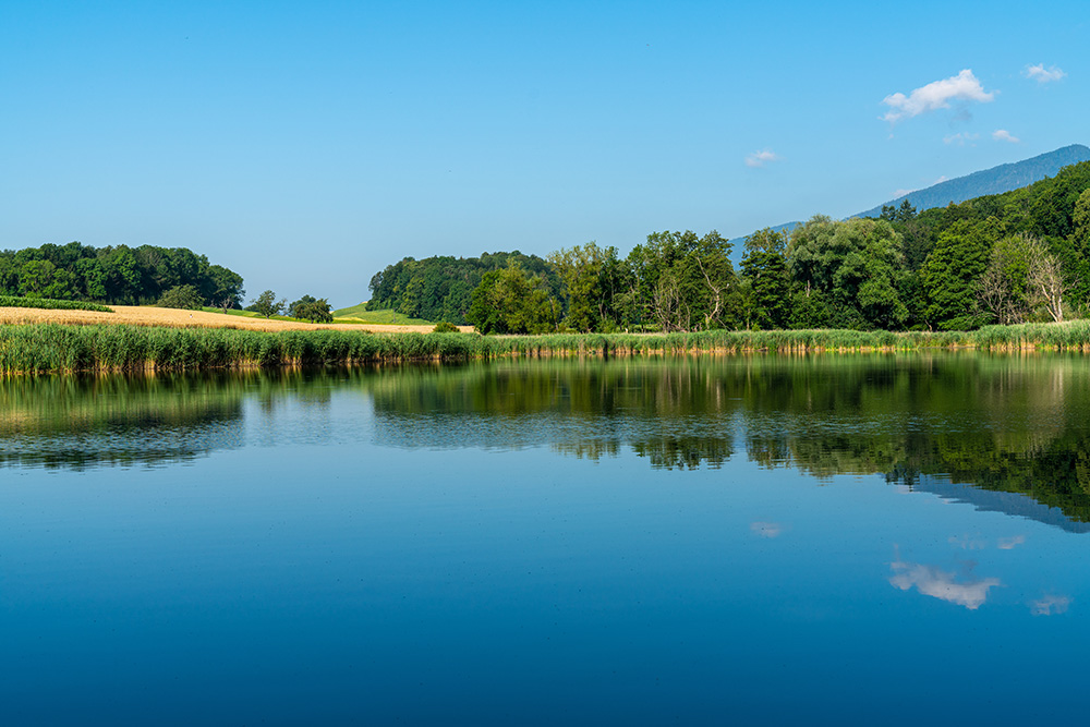 Bellacher Weiher