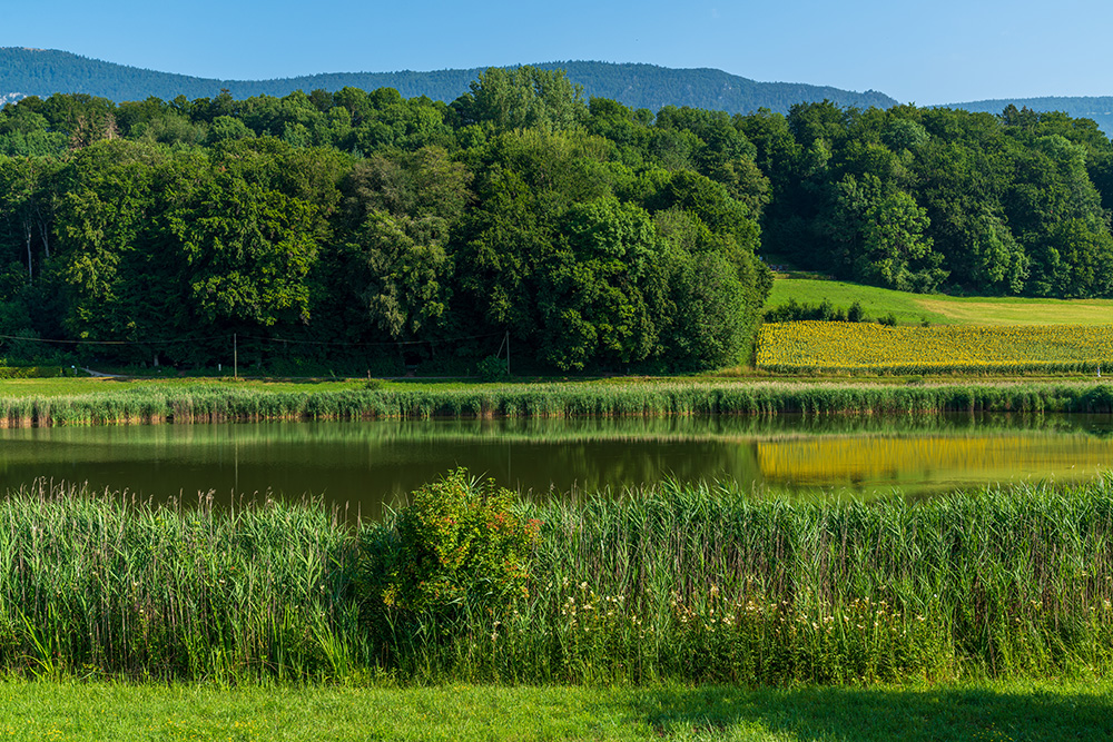 Bellacher Weiher