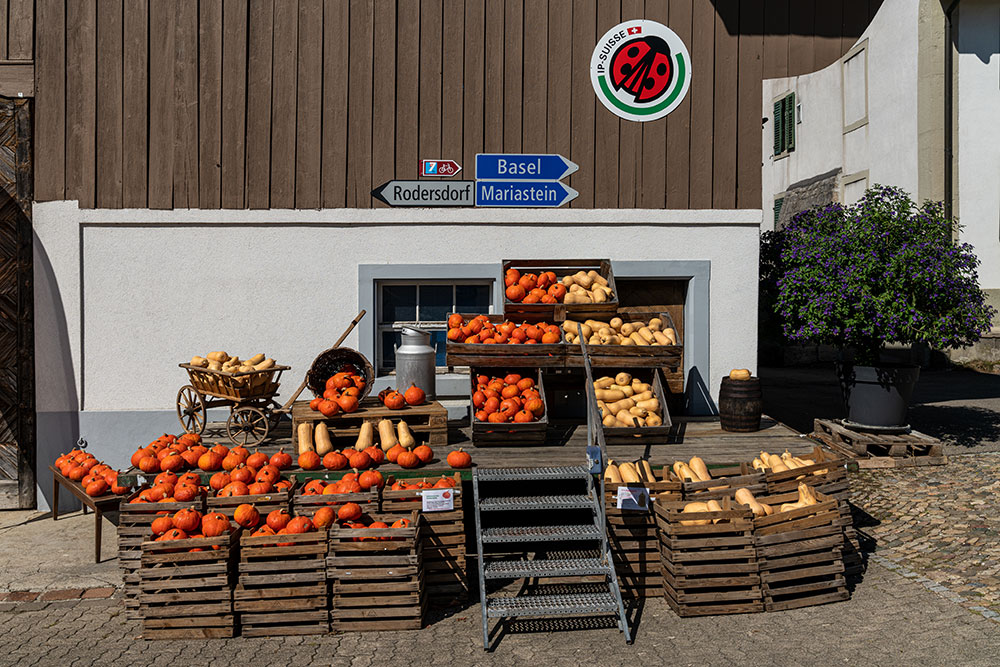 Kürbisse