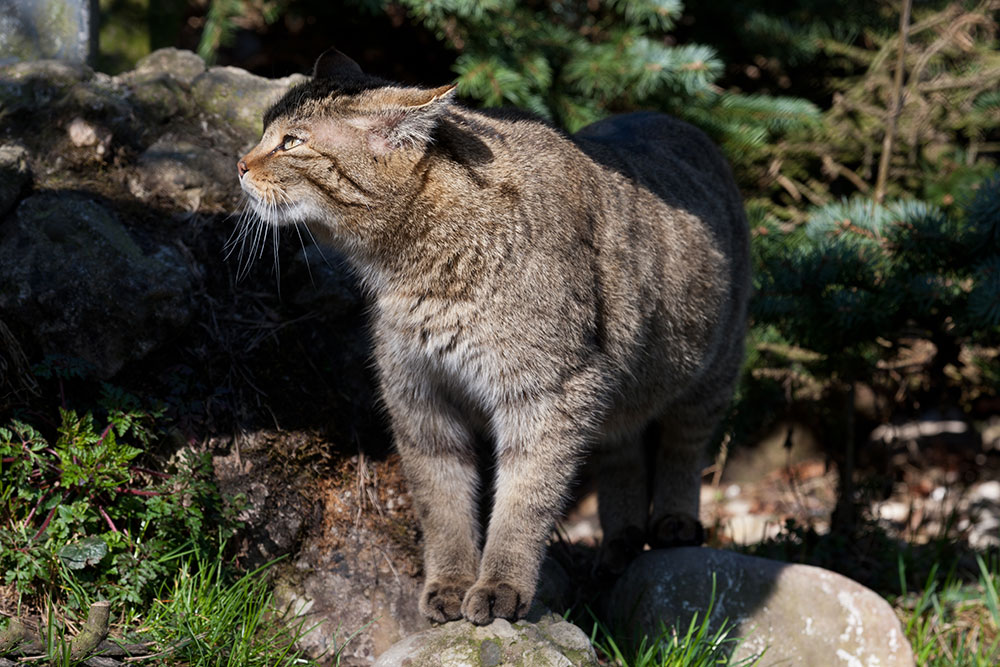 Tierpark Goldau