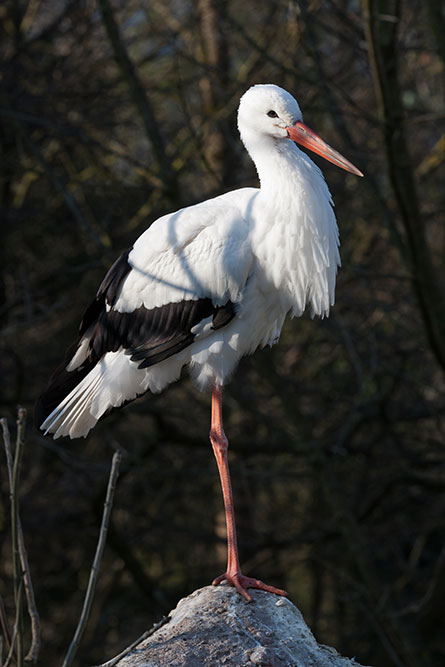 Tierpark Goldau