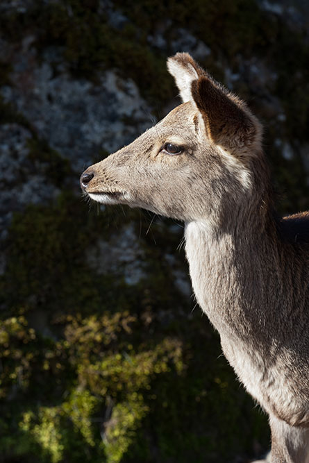 Tierpark Goldau