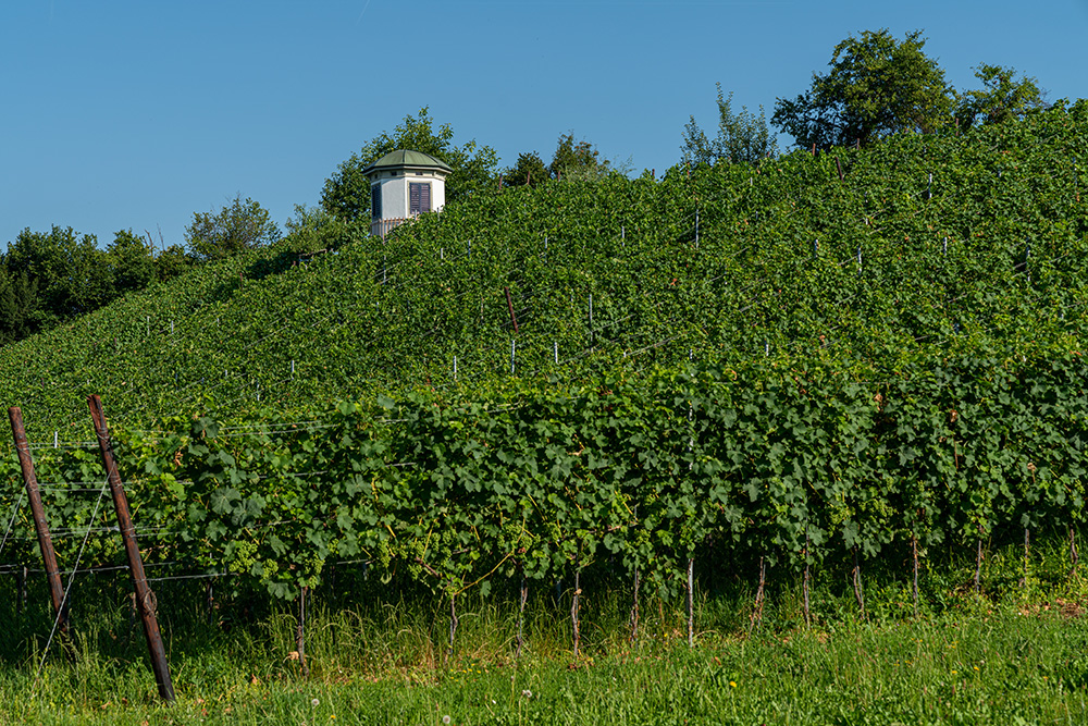 Weinberghäuschen in Stäfa