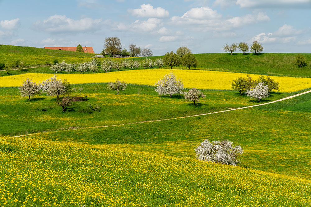 Kirschbäume und Frühlingswiesen