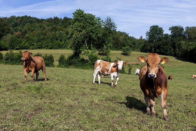 Boeufs