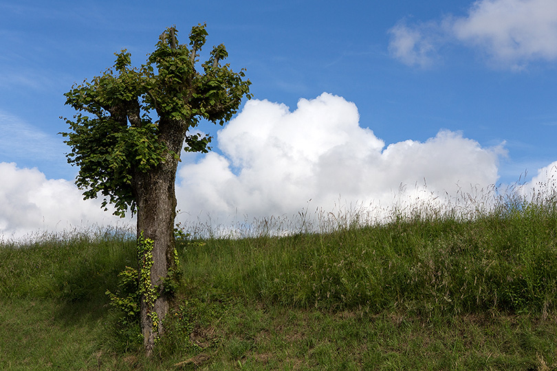 l'arbre et les nuages