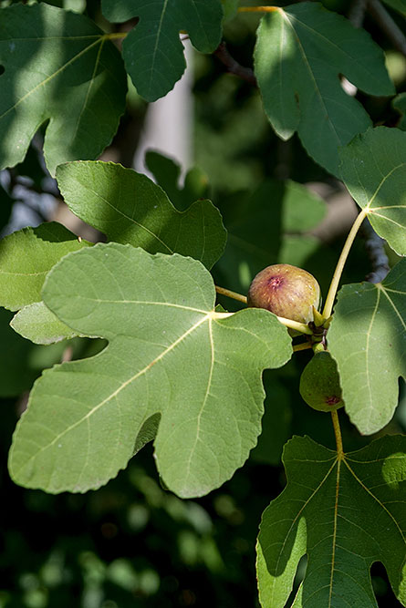 Feigenbaum