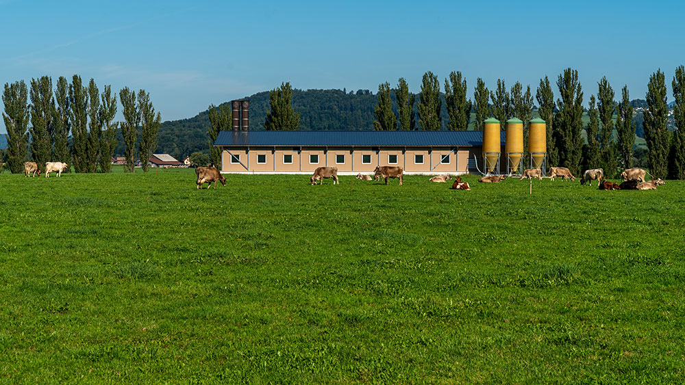 Schänis
