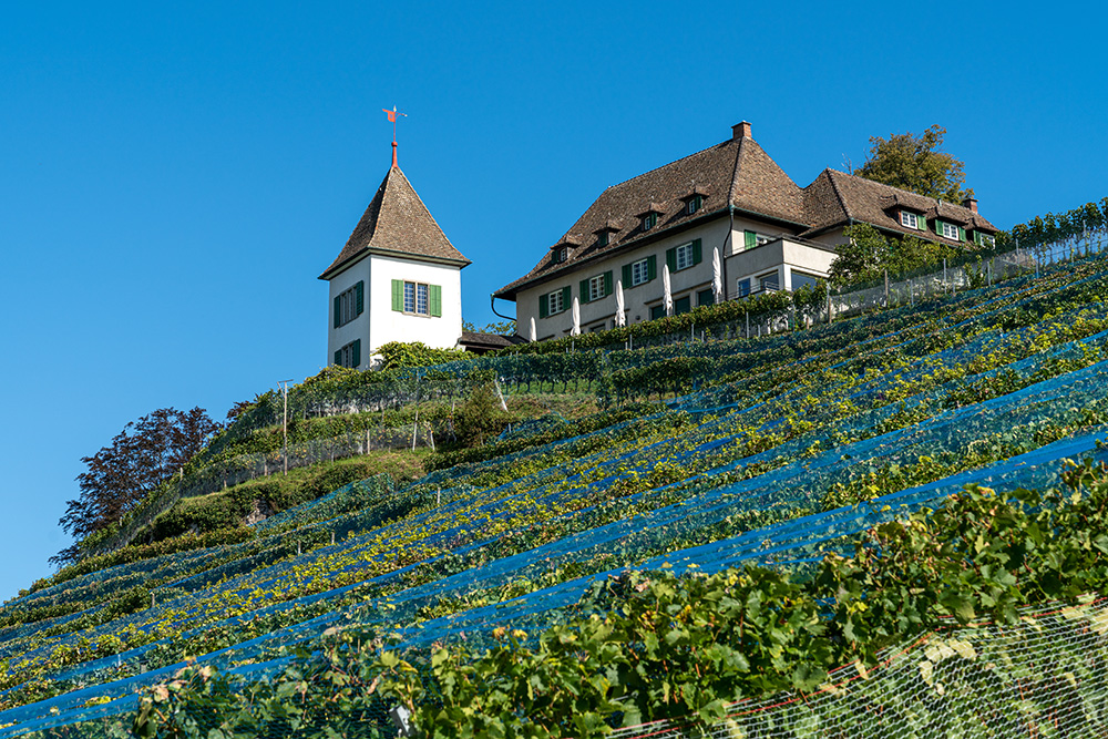 Turmgut in Erlenbach ZH