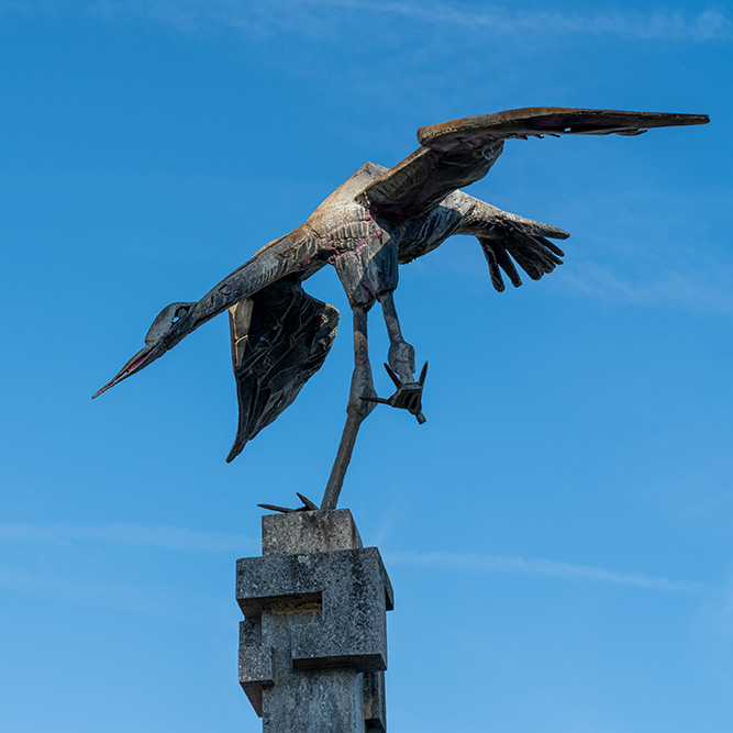 Storch