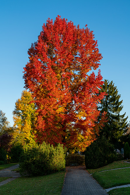 Friedhof Zumikon