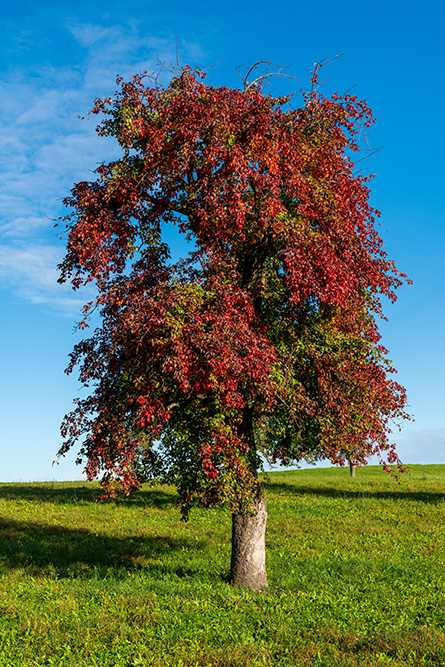 Herbstimpression