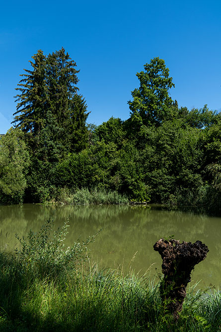 Weiher beim Chämptnerbach